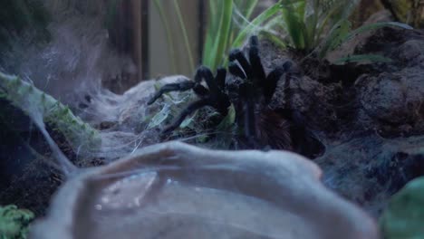 closeup of tarantula xenesthis immanis in aquarium display case in puebla, mexico