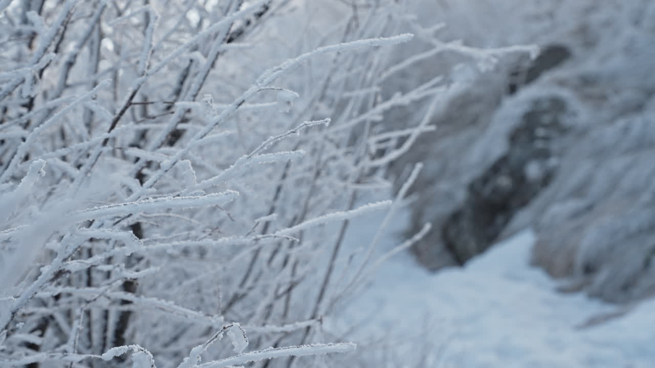 Branches covered in snow, creating a cold and peaceful winter scene
