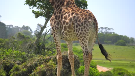 Tilt-from-feet-to-head-of-giraffe-standing-wagging-tail-overlooking-land