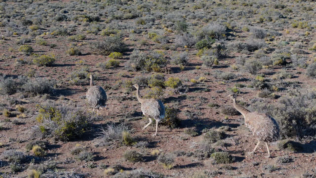Three rheas walking in arid landscape of Patagonian Argentina, ñandú bird