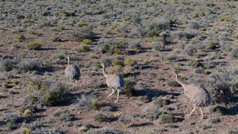 three rheas walking in arid landscape of patagonian argentina, ñandú bird