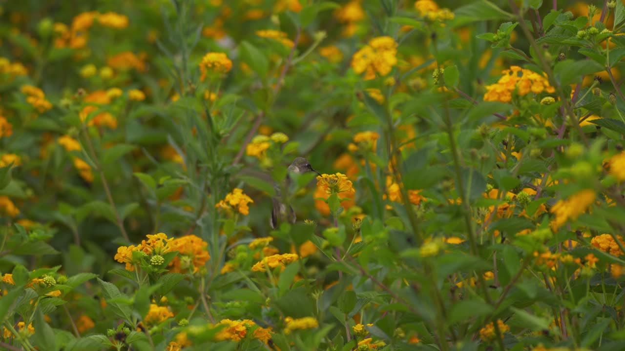Colibrì silfo coda lunga femmina che si libra ed esplora fiori di lantana gialli, succhiando nettare e muovendosi tra i fiori con foglie che riempiono l'inquadratura.