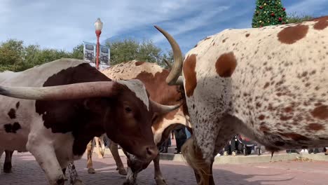 cattle drive down the street