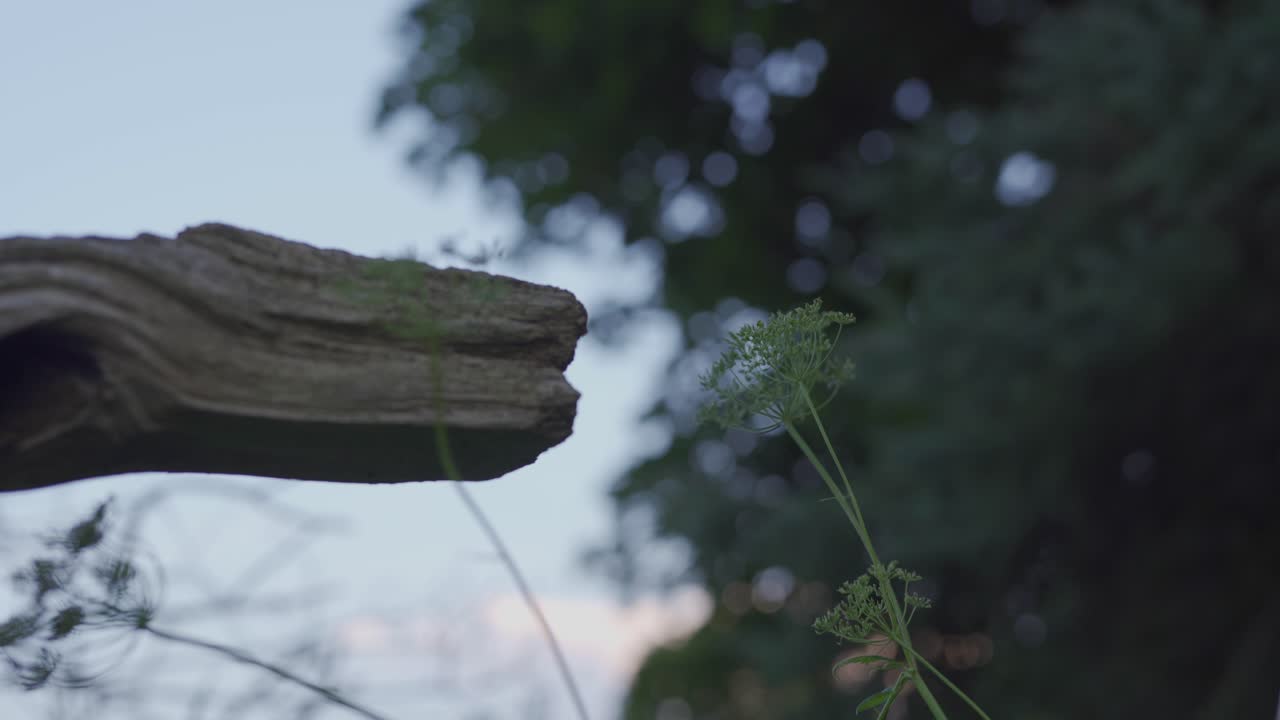 Close Up Shot Of A Old Rustic Farm Fence Surrounded By Wild Green Plants In A Rural Landscape.