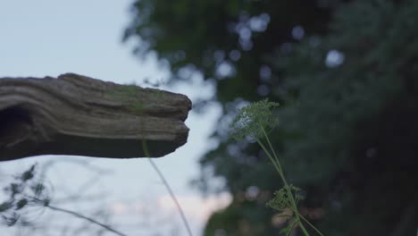 close up shot of a old rustic farm fence surrounded by wild green plants in a rural landscape.