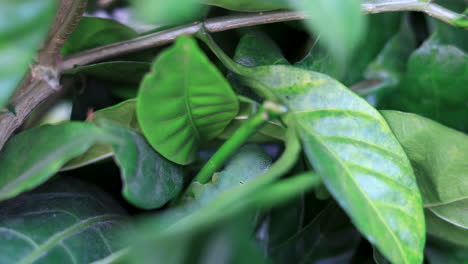 closeup oleander hawk-moth  camouflaged on a leaf