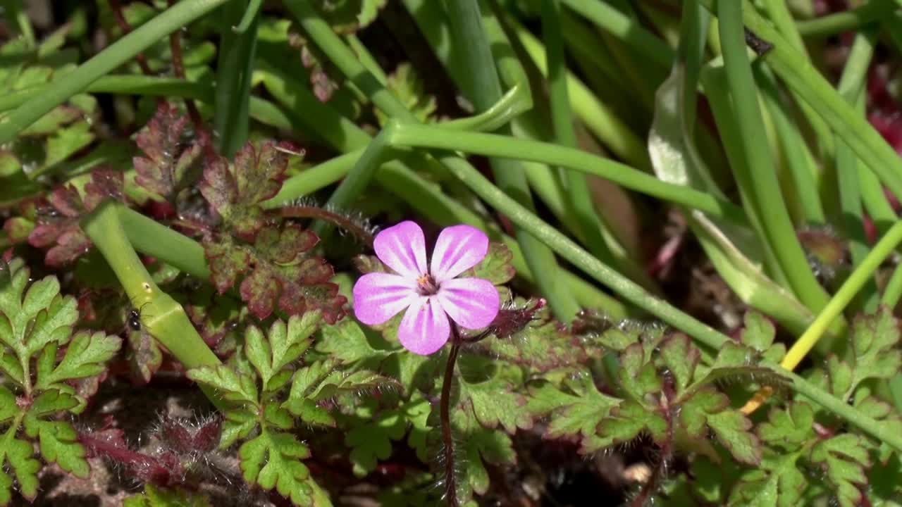 herb-robert, geranio y robertianio