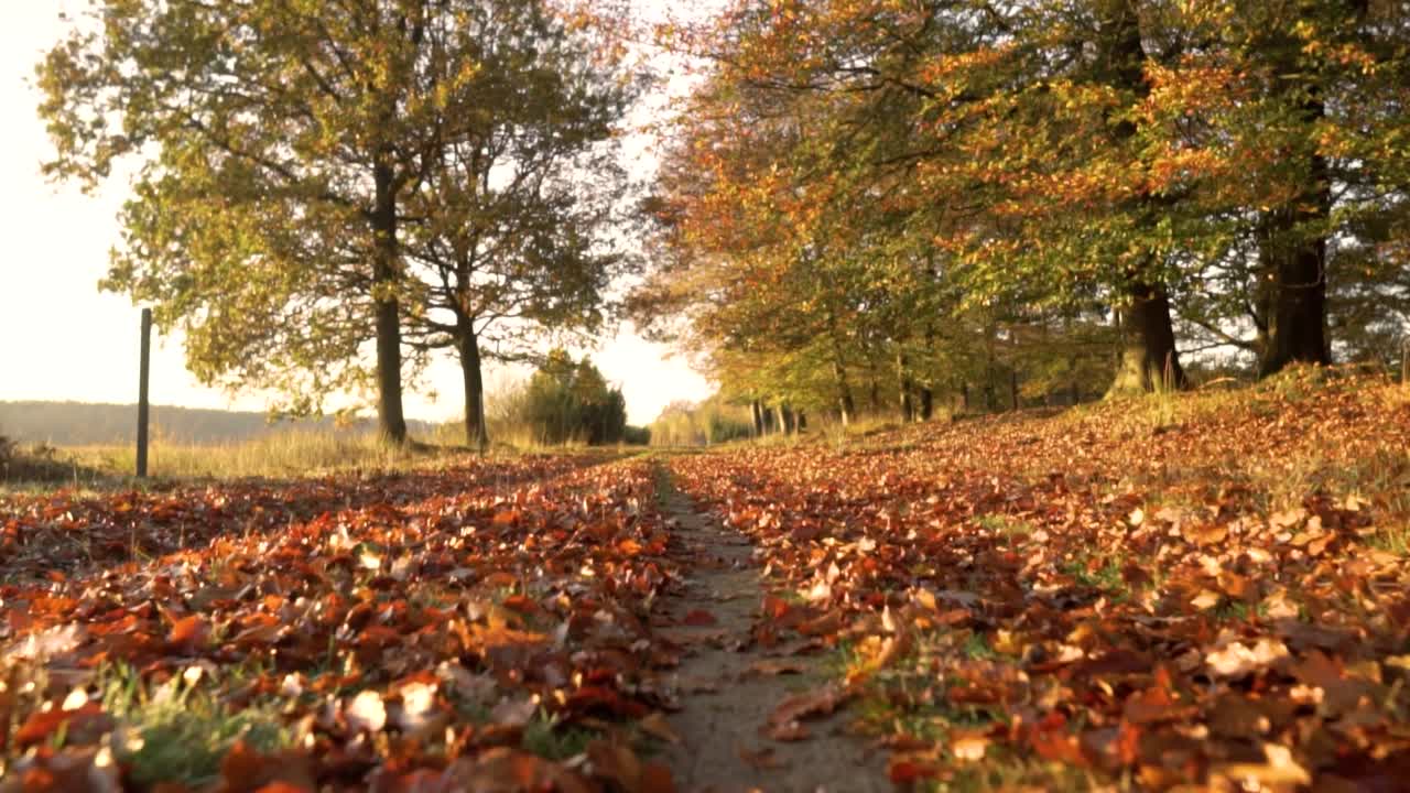 Il sentiero d'autunno nella foresta