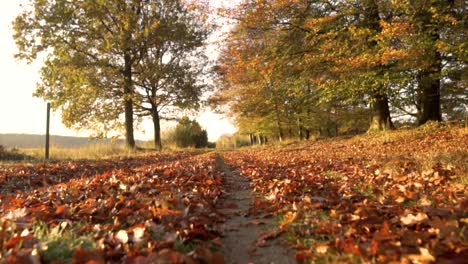 camino de otoño en el bosque