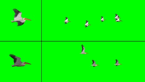 flock of birds - pelicans