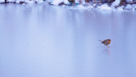 cute little robin bird hopping over a frozen pond