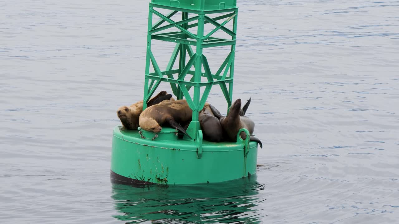 Steller Sea Lion looking for a resting spot on a navigational buoy, Sitka, Alaska