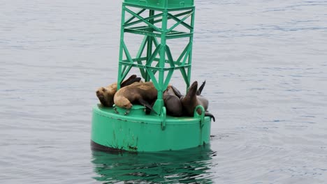 steller sea lion looking for a resting spot on a navigational buoy, sitka, alaska