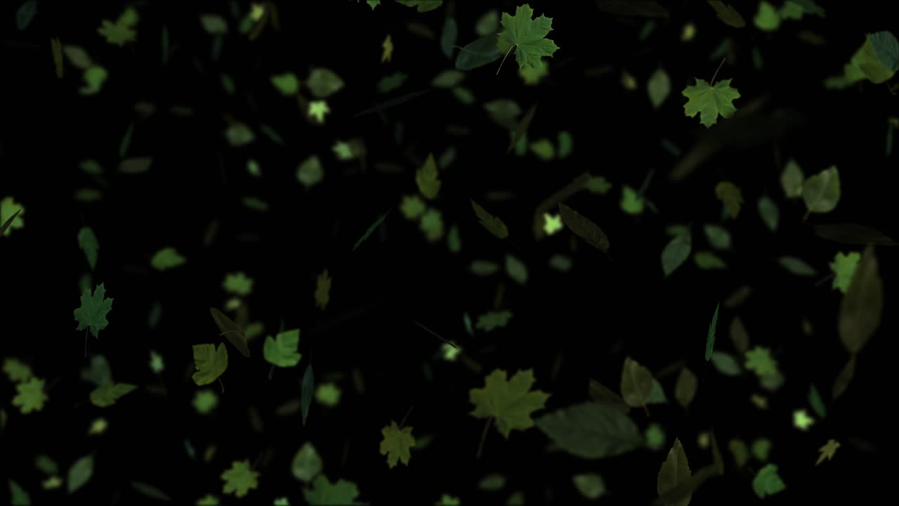 Realistic green spring or summer leaves gently fall and twirl against black background. For nature, environment, or seasonal projects