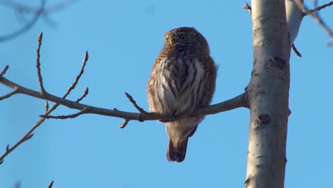 Pygmy-owl-Glaucidium-passerinum-sitting-in-tree-in-daylight