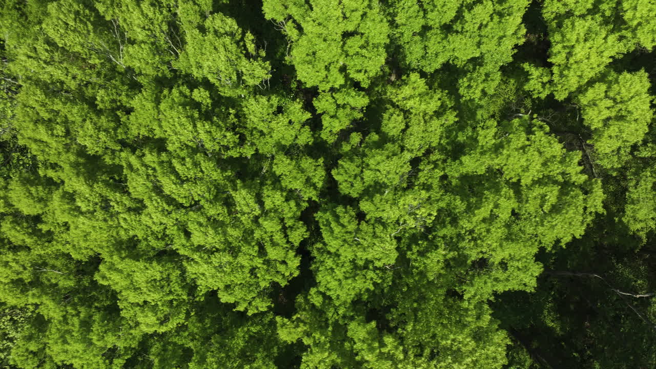 Lush green canopy in big cypress tree state park, tennessee, capturing vibrant spring foliage, aerial view