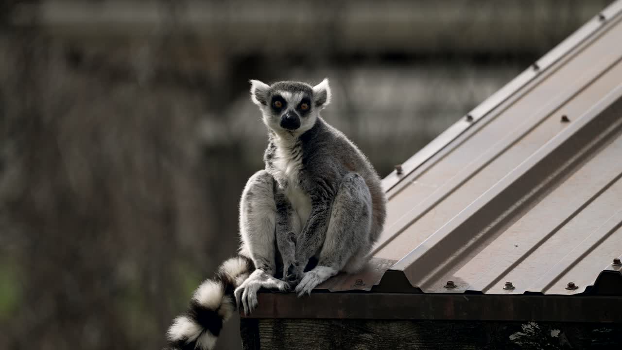 el lémur de cola anillada descansó en el borde de un canalón del techo de la casa durante el día
