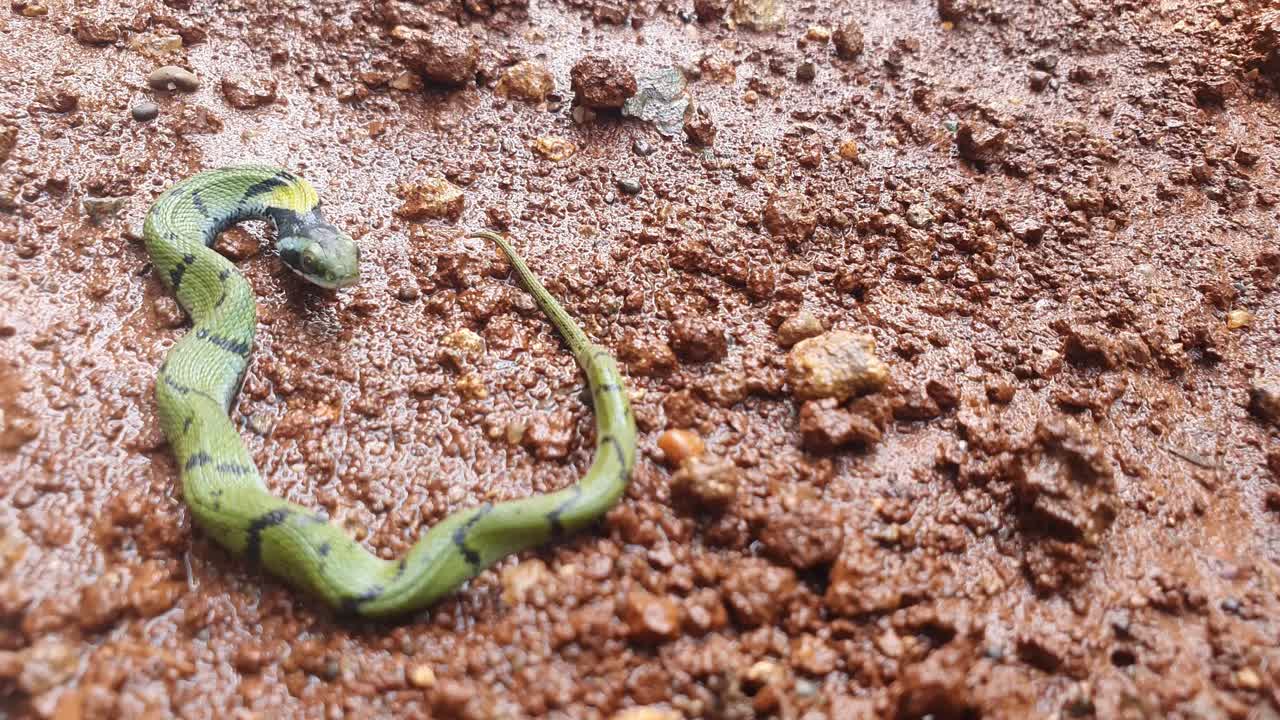la serpiente de hierba india o keelback verde, es una especie de serpiente no venenosa, con su hermosa piel estampada, que se encuentra en partes de asia, conocida como serpiente gavtya en la mayor parte de la india