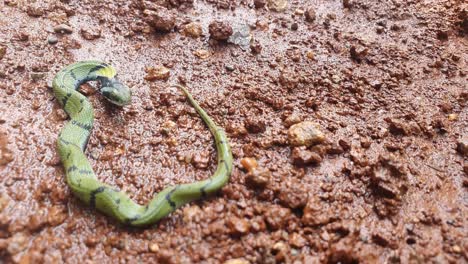 the indian grass snake or green keelback , is a non-venomous species of snake, with its beautiful patterned skin, found in parts of asia - known as gavtya snake in most parts of india