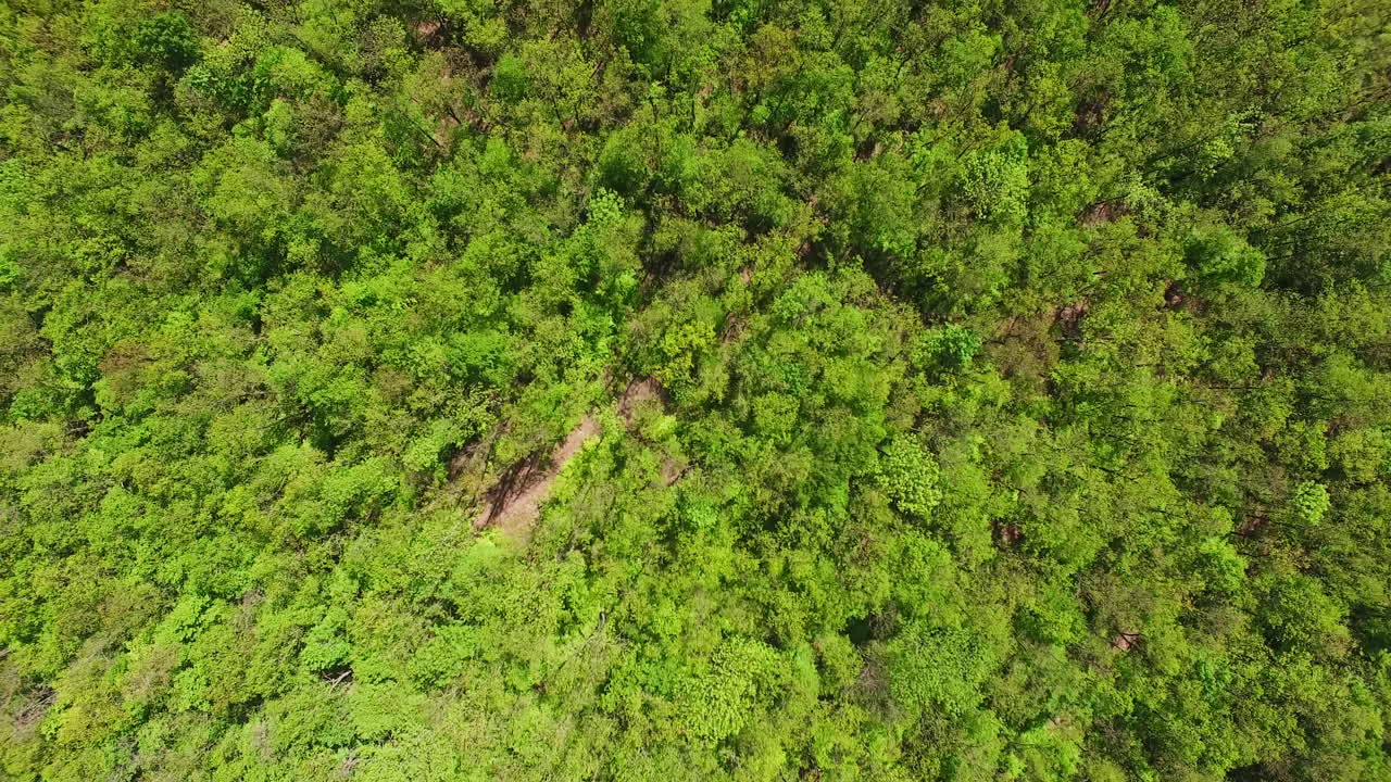 Green forest on beautiful summer day. Aerial perspective on beautiful nature wood massif at sunny daytime.