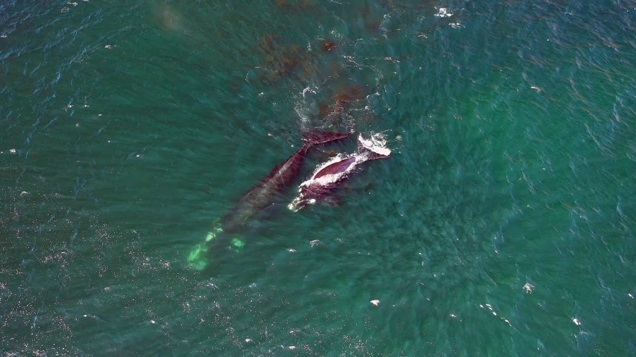 남아프리카 케이프 타운의 우데크랄 근처 푸른 바다에서 송아지가 수영하는 혹등고래 어미의 공중 전망