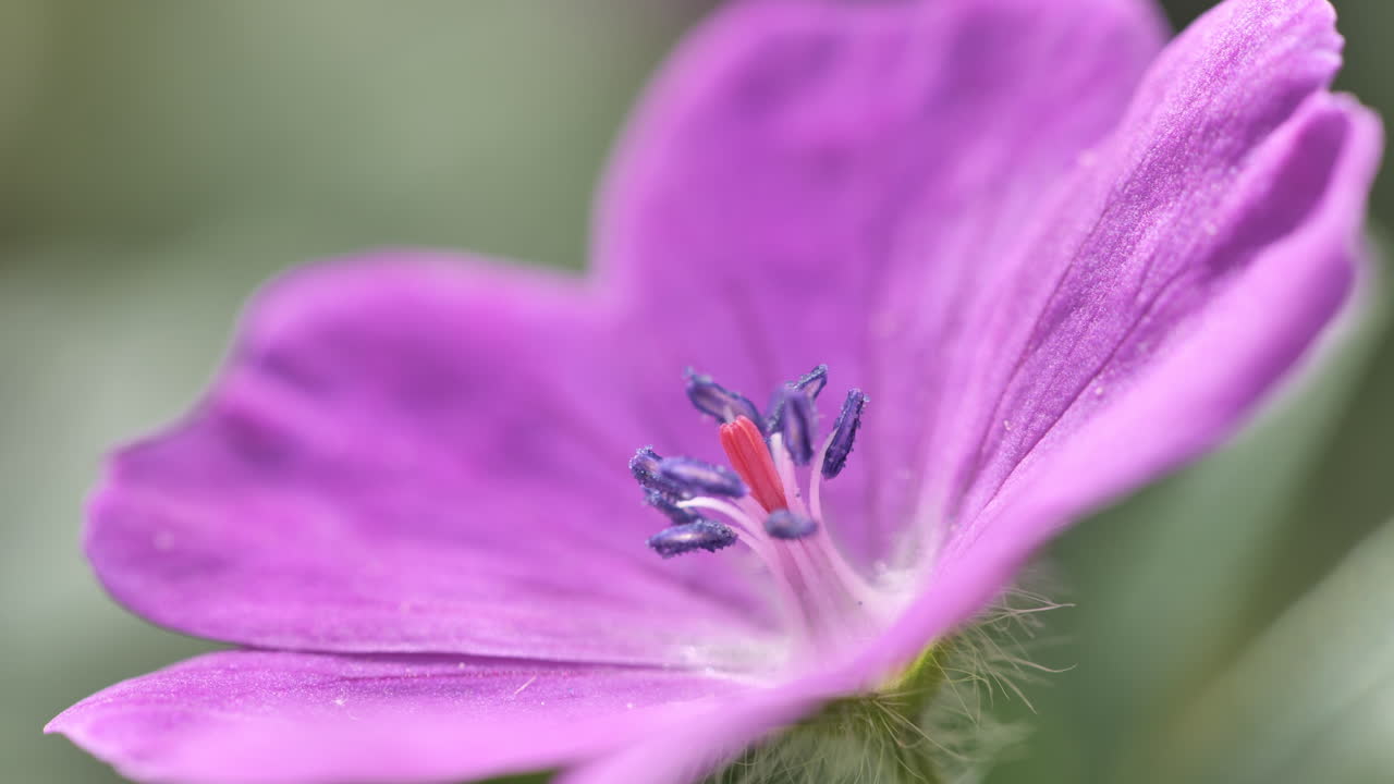 flor púrpura floreciendo en un jardín público primavera de montpellier macro de cerca