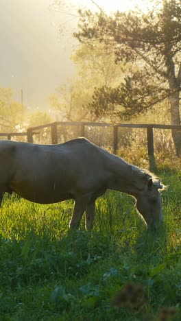 horse grazing at sunset