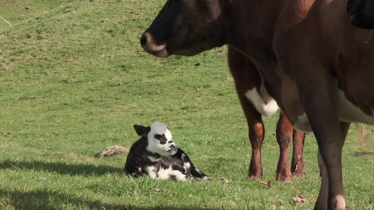 Cow looks over her 2 day old calf