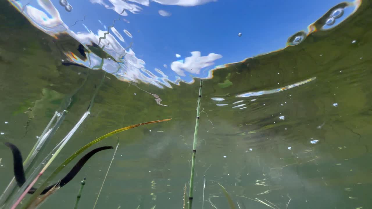 Underwater upward view of Horse leech (Haemopis sanguisuga) moving in a pond, Estonia