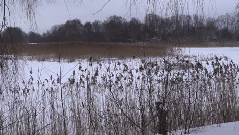 Un-Río-Congelado,-Con-Juncos-En-La-Orilla-En-Un-Día-Nublado