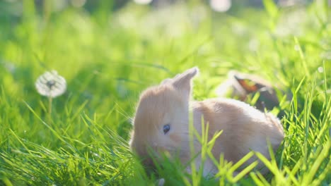 cute baby rabbit in green grass