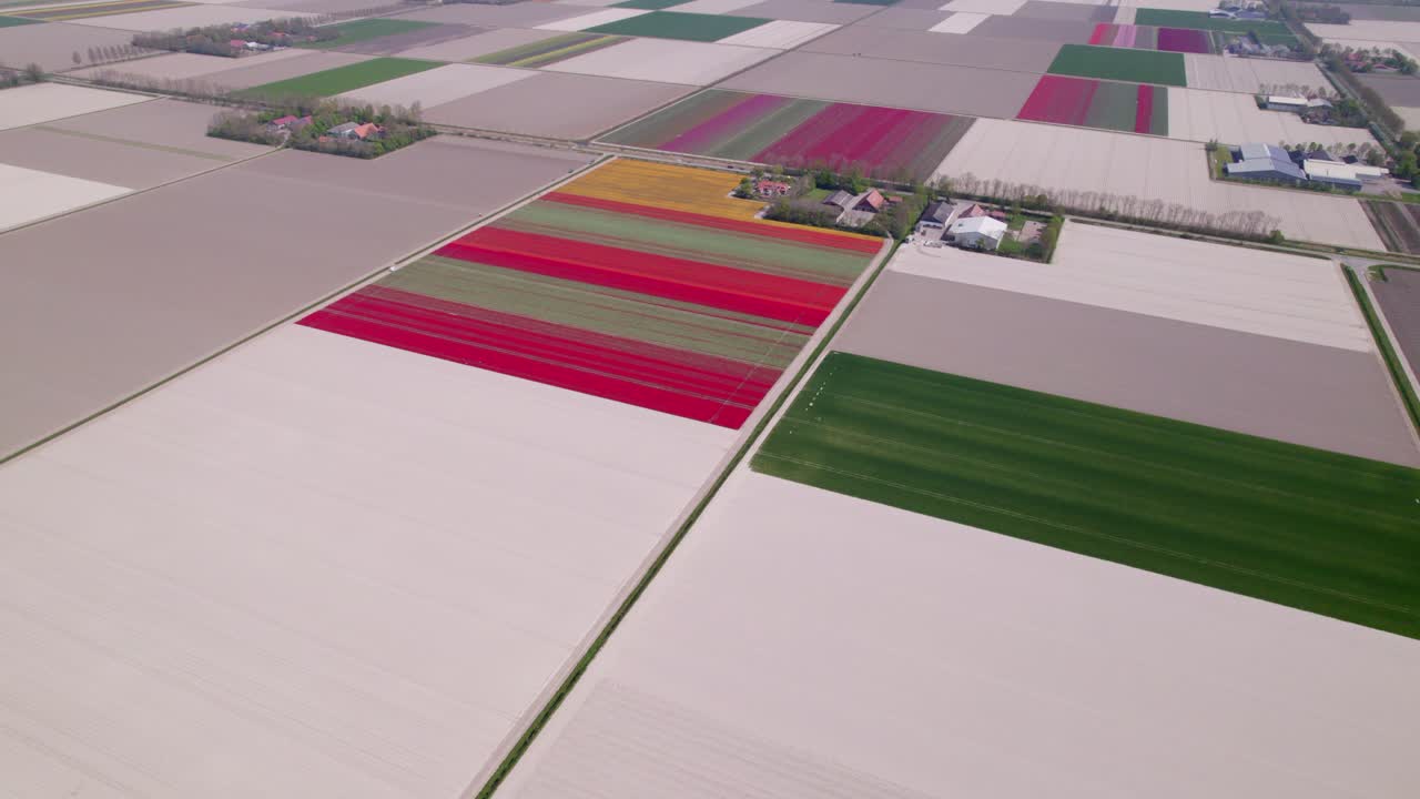Campi di tulipani colorati e prati in primavera, Emmeloord, Paesi Bassi