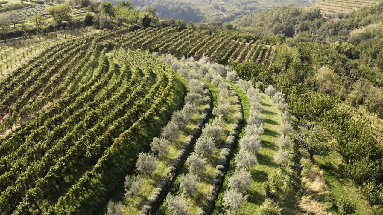 Terraced Vineyards and Olive Groves
