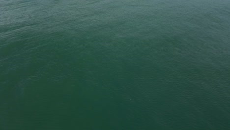 Revealing-shot-from-calm-ocean-to-dense-forest-with-two-people-walking-on-the-beach