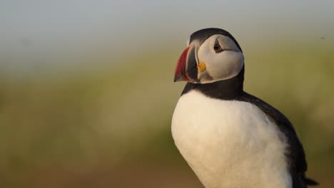Close Up Atlantic Puffin Portrait with Shallow Depth of Field Out of Focus Background on Skomer Island, UK Birds and Wildlife
