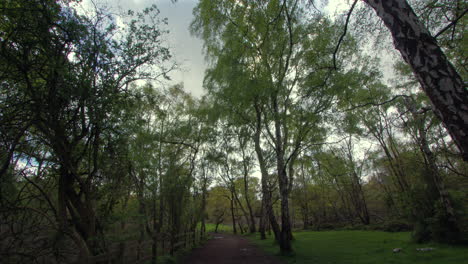 Extra-wide-shot-of-silver-birch-trees-in-a-forest-setting