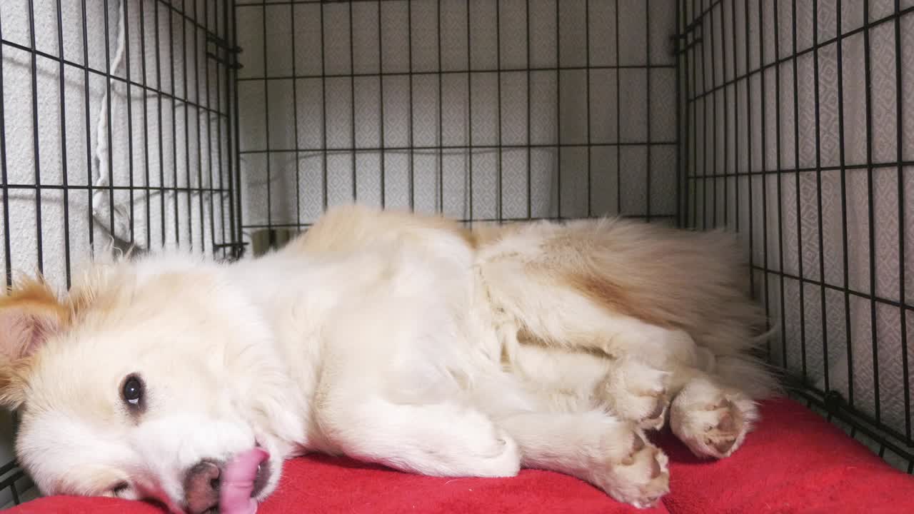 submissive pet in a cage relaxed and sleeping