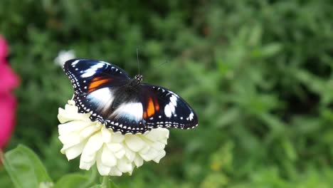 beautiful butterflies perch on beautiful white flower in the garden