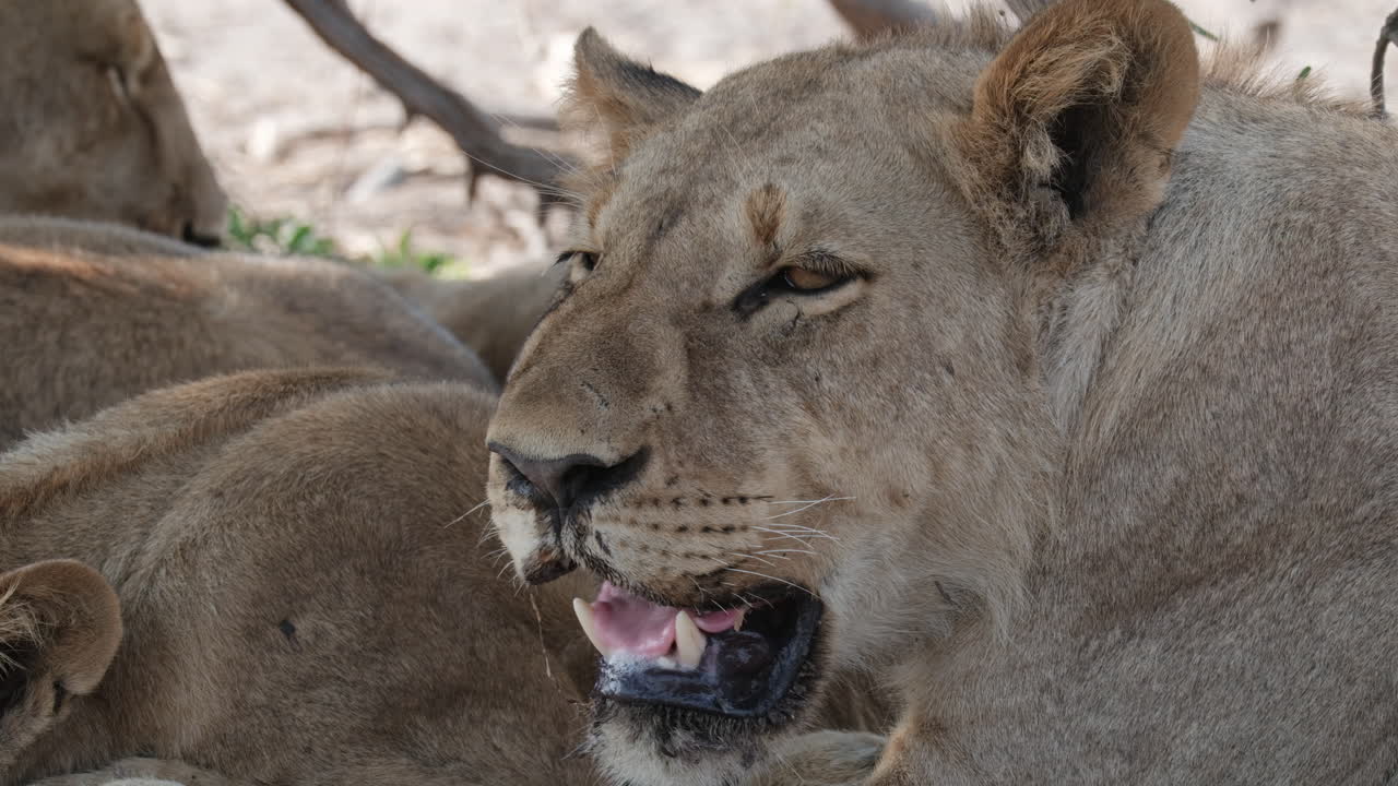 primer plano de una leona respirando pesadamente en un día caluroso en áfrica