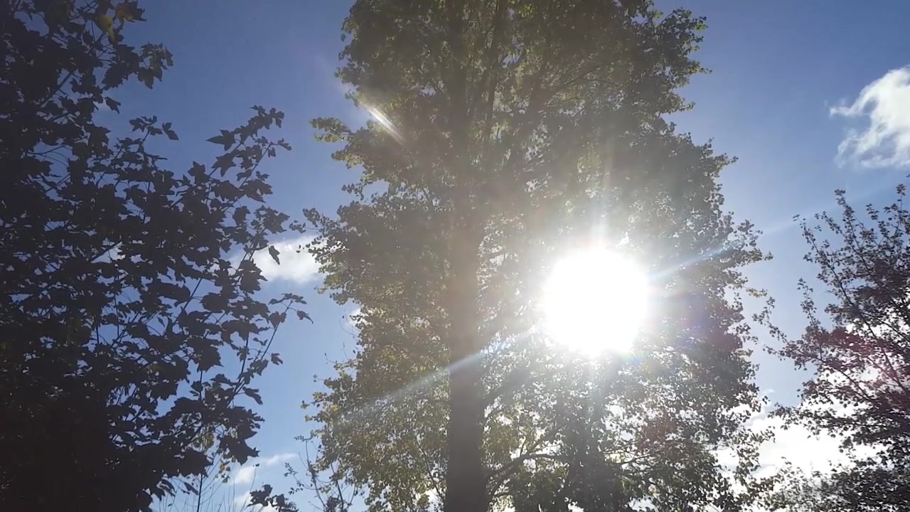 Luce solare intensa che filtra tra gli alberi in una giornata ventosa, gli alberi ondeggiano al vento