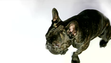perro bulldog francés sentado en un fondo blanco