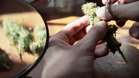 manos recortando un capullo en la mesa