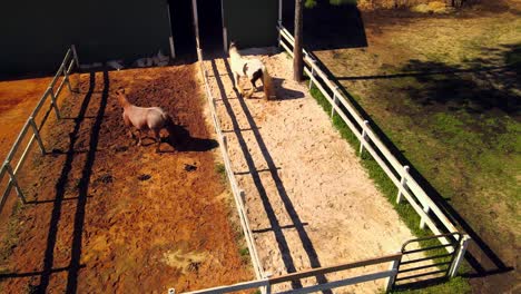 curious horses check out a drone as it captures them on video