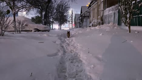 winter wander: red dog roaming through snowy night