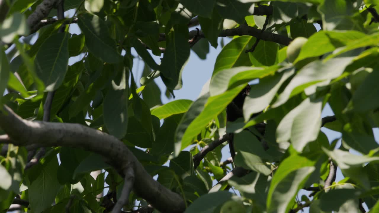 녹색 잎 뒤에 숨겨진 일반적인 스탈링은  ⁇ 은 날 나무에 있습니다.