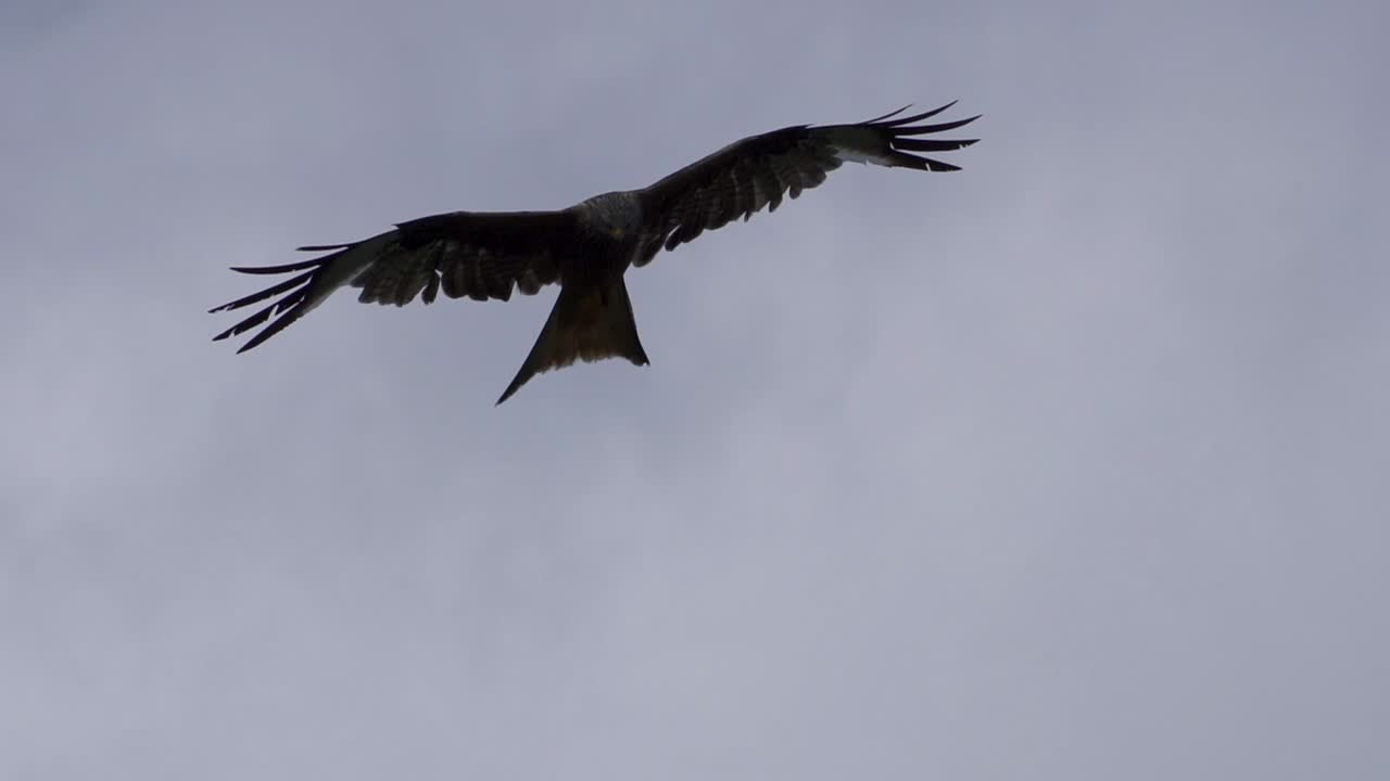 Vista al rallentatore di un nibbio reale che plana in un cielo nuvoloso, in cerca di cibo, un rapace predatore.