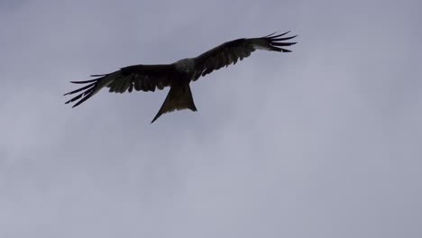 Vista-En-Cámara-Lenta-De-La-Cometa-Roja-Deslizándose-En-Un-Cielo-Nublado-Y-Buscando-Comida,-águila-Cazadora