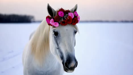 white horse with flower crown in winter landscape