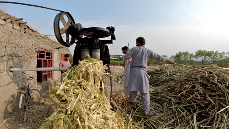 Scenes-of-the-Sugarcane-Industry