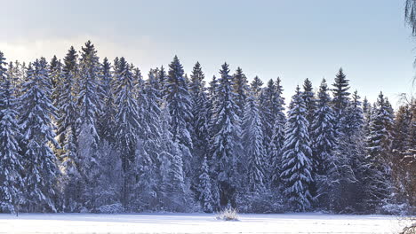 winter scenery with pine trees covered in snow on daylight through sundown